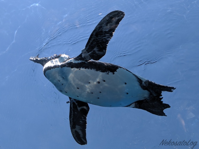 Pixel 3aのカメラの性能を徹底検証 スマホで写真を撮るのが楽しくなる端末 レビュー Nekosatolog