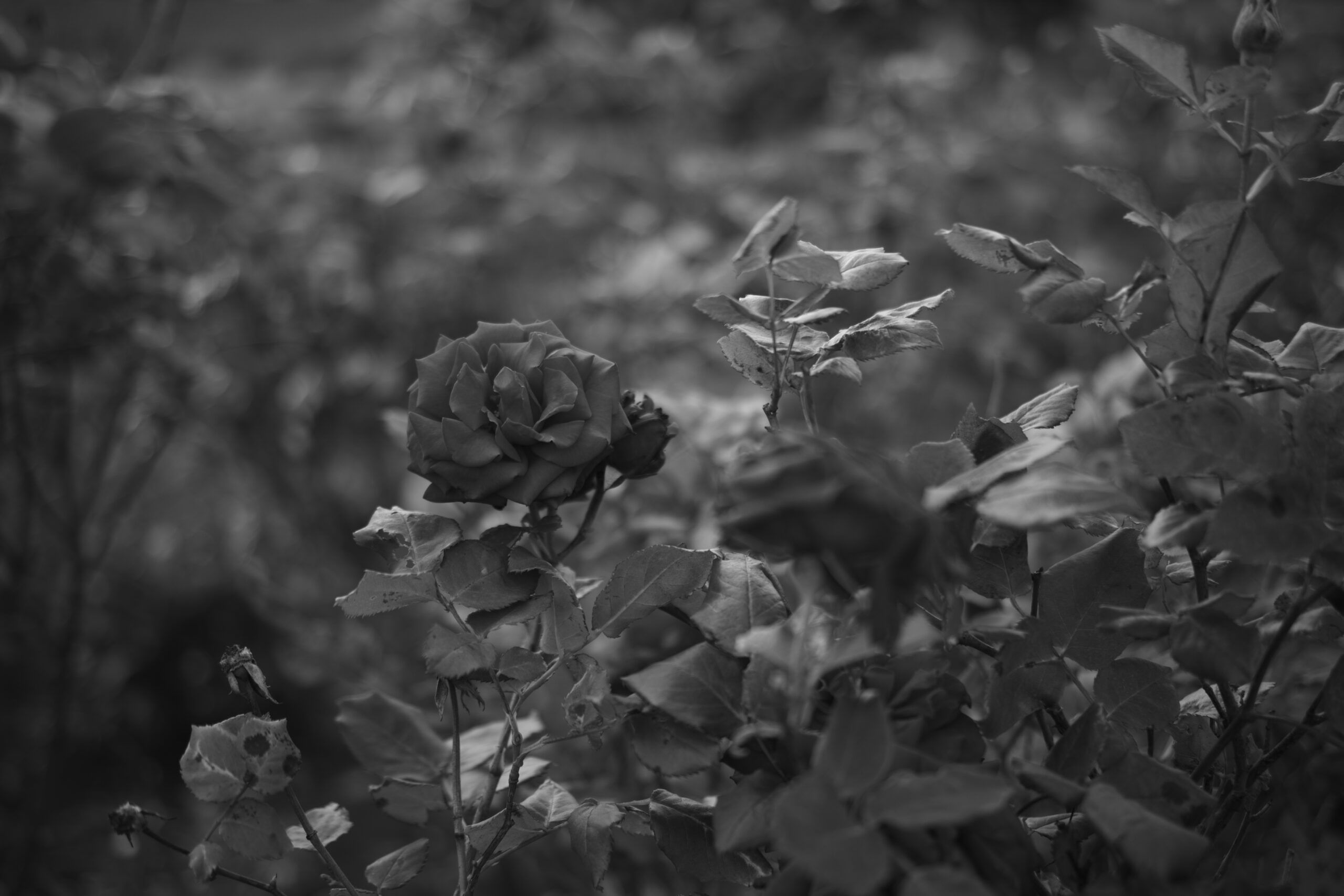 Color-Skopar 50mm f2.5 レビュー